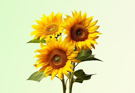 AG旗舰厅(中国游)官方网站